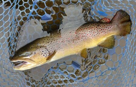 ラインブレイク多発 ～岡崎トラウトポンド～